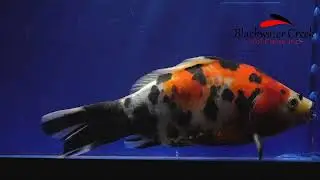 goldenfish061