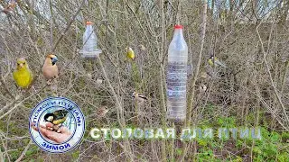 Птицы прилетают на кормушку | Зеленушки | Дубоносы | Синицы | Лазоревки | Воробьи (7 мая 2023).