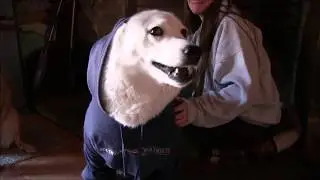 Husky Predicts the Winner of Superbowl LIII New England Patriots vs Los Angeles Rams!!