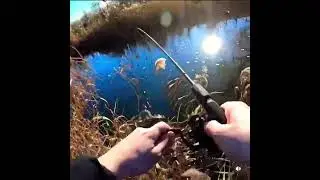Хищник Зимой
