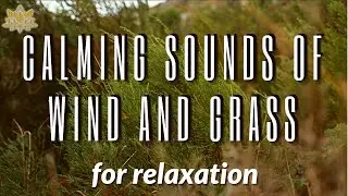 Wind in the Steppe - Calming Sounds of Wind and Grass for Relaxation, Meditation and Sleep. NO MUSIC