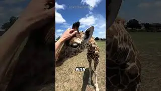 A newborn giraffe 🦒