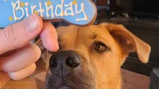 Rhodesian Ridgeback Shepherd mix - Hank turned 1 year old 02-04-24