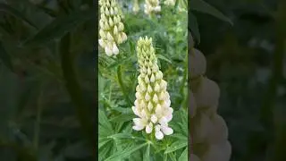 Доброе утро 🙏❤️🌸из моего сада. 