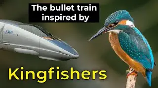 Kingfisher | Bullet train Inspired by the Kingfisher
