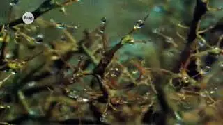Лишайник Виды индикаторы