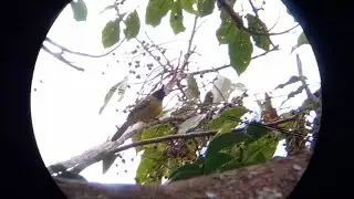 Hunting/yos hav zoov tua noog part 4 / ยิงนกกีนหมากฝาด