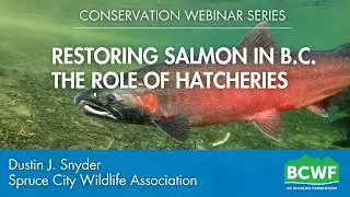 The role of hatcheries in helping salmon stock