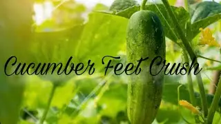 Link in Bio for Full Video! #asmr #asmrvideo #crush #fruit #barefeet #foryou #fypviral 🤭👣🥒