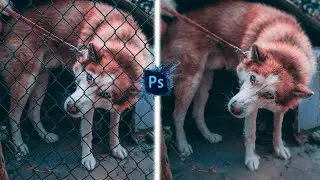 Remove Fence  in Photoshop! with Few Simple Steps