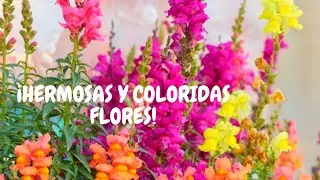 Perritos planta: cuidados básicos en casa | ¡Curiosas y coloridas flores para exteriores!