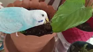 Muhabbet Kuşu Çiçeğimi Yerken #short #shorts #birds