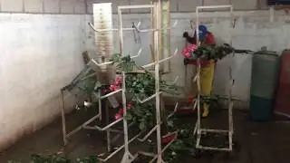 Процесс от среза до упаковки розы в Эквадоре.