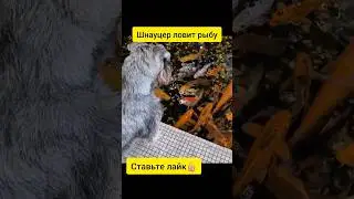 #цвергшнауцер #рыба #рыбалка #сибирь