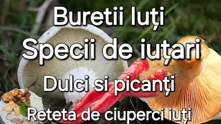 Buretii iuți- Iuțari piperați și dulci/ Specii asemănătoare/ rețetă de Iuțari
