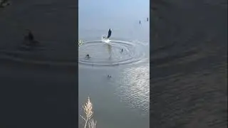 Дикий Карп