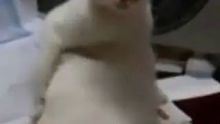 Бедный котя