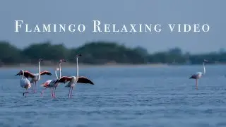 Flamingo Relaxing video #pulicatlake #flamingo #nature #relaxing #nikon