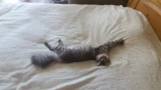 Кот в доме хозяин!