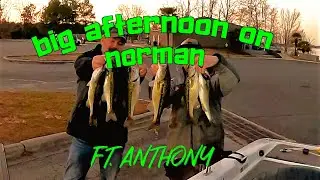 Big Afternoon Bites @ Norman (I found a cure for a curse)