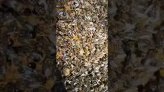 🐝🍯