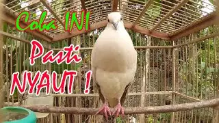 Suara Burung Puter Gacor , merangsang burung puter agar bunyi | burung puter Lokal gacor |