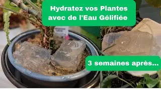 Arrosez vos Plantes en Vacances avec de l'Eau Gélifiée à l'Agar-Agar !