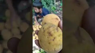 Santol sa gitna ng gubat