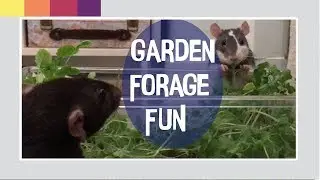 Rat Forage Enrichment - A Planted Dig Box