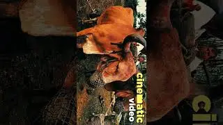 MONSOON FARMING CINEMATIC SHOT VIDEO #farming #aftereffects #cinematic #cinematicvideo #monsoon