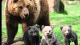 Bear