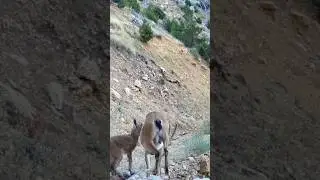 ANNE KEÇİ VE YAVRUSU ! #yabankeçisi #keçi #goat #youtubeshorts #wildlife #keşfet #trailcamera