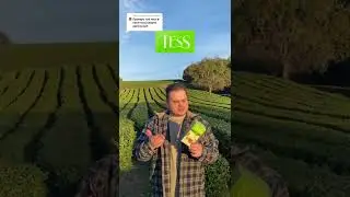 Чай Тесс в пакетиках опасен? Что скрывает 