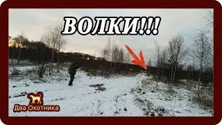 Охота на зайца. Волки. Выпуск 8. Сезон 2018-2019г.