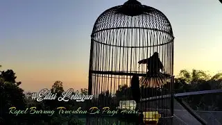 Suara Ropel Burung Trucukan di Hari Lebaran Idul Adha. #edisilebaran