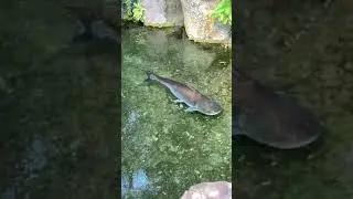 Animal Kingdom’s Paroon Shark Catfish!