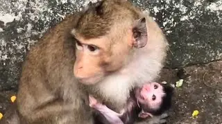 Not Wait Newborn Baby Monkey Drink Mom Milk So Fast