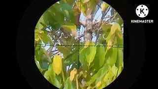 ⭕CARI LAUK BUAT MAKAN //HUNTING KUTILANG BELAKANG RUMAH #birdspecies #birds  #birdtrap #wildpigeon