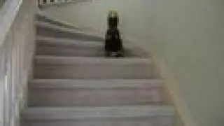 Our doberman sliding down the stairs!