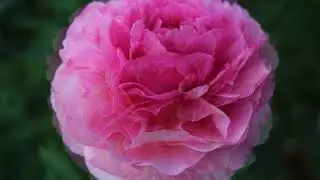 Peony Rose Heart  / Пион Роуз Харт.