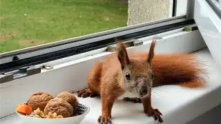 Adorable Squirrel Mr. Woundie In Healing Process