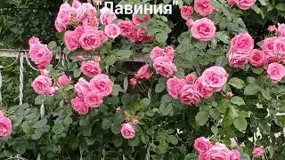 Мои ароматные розы. Плетистые. Часть 1. Лето 2022.