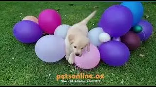 Puppies