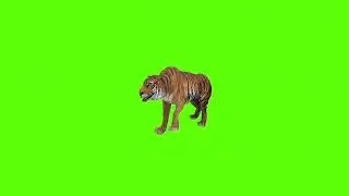 Step Right tiger green screen