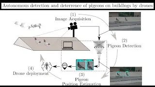 Autonomous Detection and Deterrence of Pigeons on Buildings by Drones