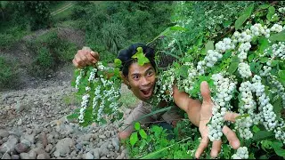 survival in Beautiful forest area Strange fruits cost a lot you do not know That delicious