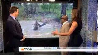 A Great Dane and a kangaroo duke it out.