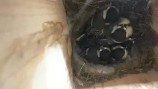 Koolmeesjes nest voedertijd & Potty time