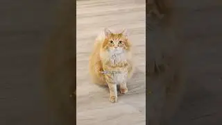 One of these days I'll win 😅 #cat #cute #cutecat #catvideos #funnycats #animals #pets
