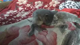 Мои взрослые котята до сих пор сосут сиську